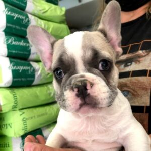 Bouledogue Francese