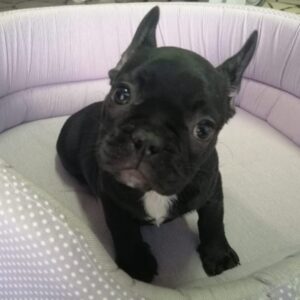 Bouledogue Francese