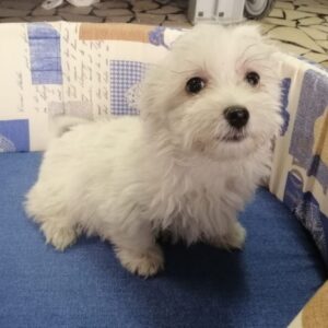 Maltese