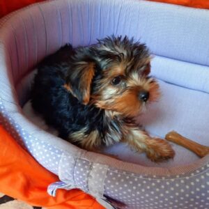 Yorkshire Terrier