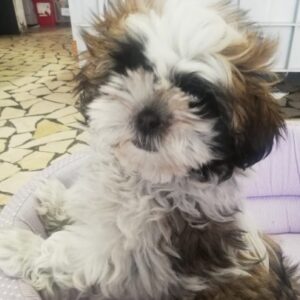 Shih-tzu