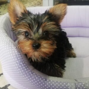 Yorkshire Terrier