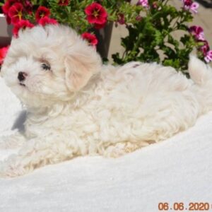 Bichon Havanese