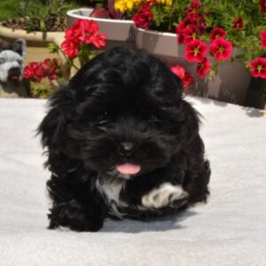 Bichon Havanese