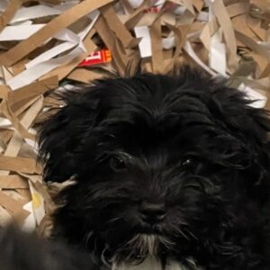 Bichon Havanese Nero