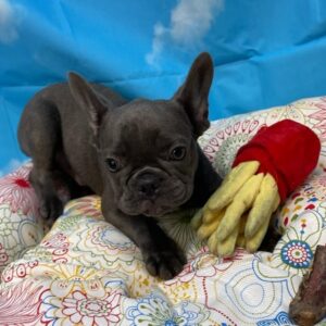 Bouledogue Francese