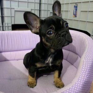 Bouledogue Francese