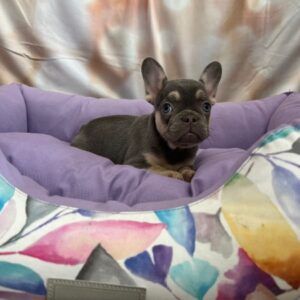 Bouledogue Francese