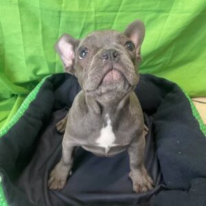 Bouledogue Francese