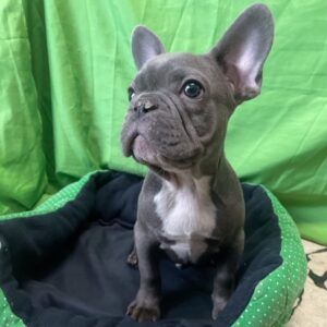 Bouledogue Francese