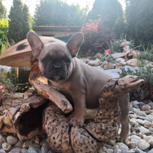 Bouledogue Francese