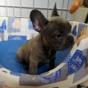 Bouledogue Francese