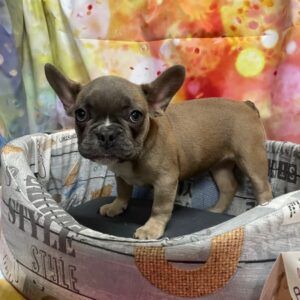 Bouledogue Francese