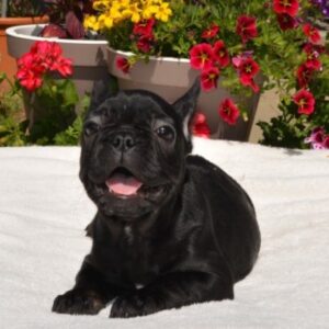 Bouledogue Francese