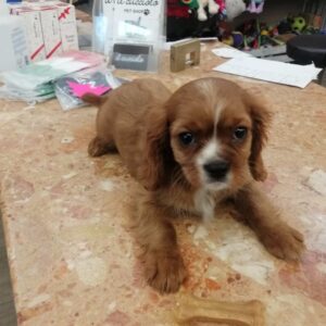 Cavalier King Charles Spaniel