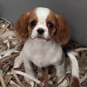 Cavalier King Charles Spaniel