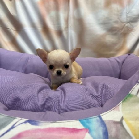 Chihuahua