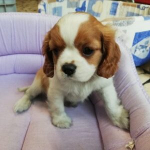 Cavalier King Charles Spaniel