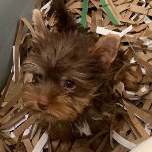 Yorkshire terrier