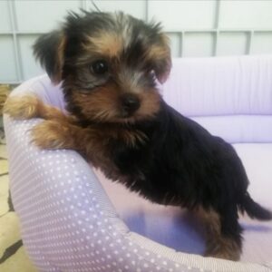 Yorkshire Terrier