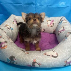 Yorkshire Terrier