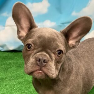 Bouledogue Francese