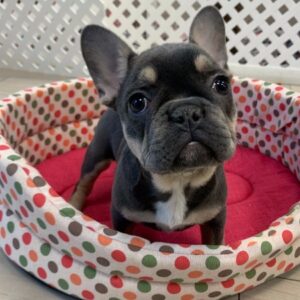 Bouledogue Francese