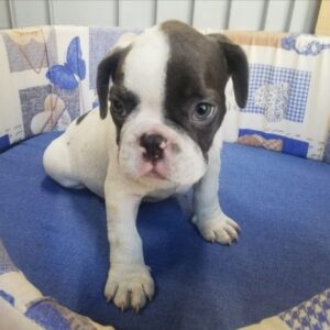 Bouledogue Francese