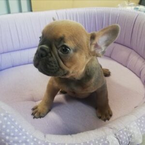 Bouledogue Francese