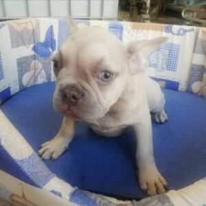 Bouledogue Francese