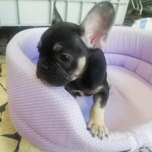 Bouledogue Francese