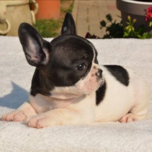 Bouledogue Francese