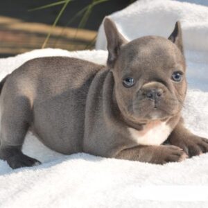 Bouledogue Francese