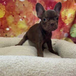 Bouledogue Francese