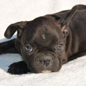 Bouledogue Francese