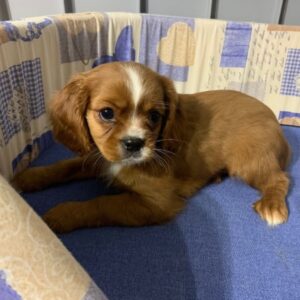 Cavalier King Charles Spaniel