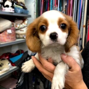 Cavalier King Charles Spaniel