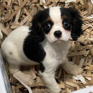 Cavalier king charles spaniel