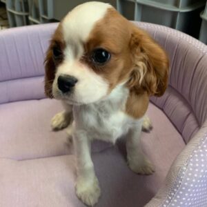 Cavalier King Charles Spaniel