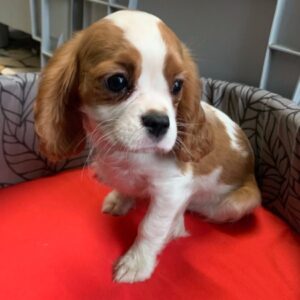 Cavalier King Charles Spaniel