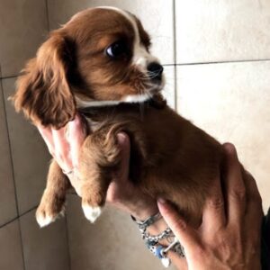 Cavalier King Charles Spaniel