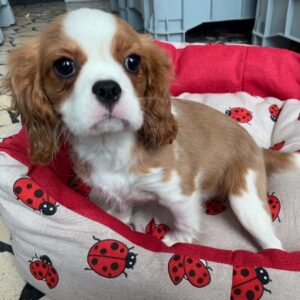 Cavalier King Charles Spaniel