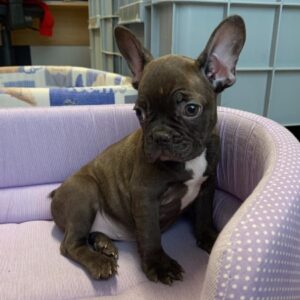 Bouledogue Francese