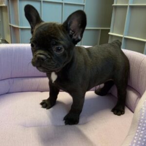 Bouledogue Francese