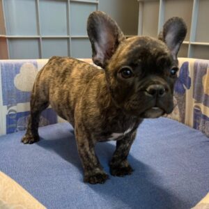 Bouledogue Francese