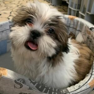 Shih-tzu