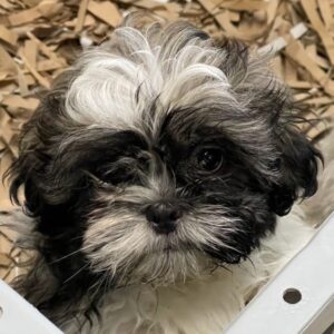 Shih-tzu