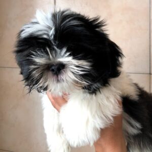 Shih-tzu