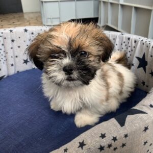 Shih-tzu